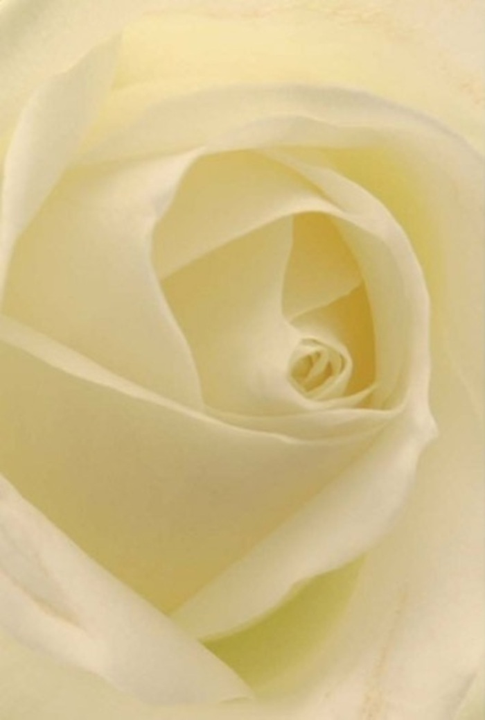 Observing this classic Cricklewood white rose up close, one becomes captivated by the interplay of pristine layers and soft illumination. Light flows through the gently spiraled petals, illuminating their creamy white and pale gold hues, creating a glow reminiscent of sunlight filtering through the trees of Gladstone Park. Each layer is a testament to both nature's precision and the discerning artistry of Cricklewood florists. This elegant rose, with its flawless formation, would grace any heartfelt occasion-offering a romantic gesture, an apology wrapped in dignity, or acting as an exquisite centrepiece at a Cricklewood wedding. The subtle gradations in shade and whispered shadows lend the flower an air of purity and quiet fortitude. Even in a still image, you sense a clean, serene fragrance-a silent reassurance that this rose embodies the best traditions and thoughtful emotions of Cricklewood's neighbourhood bouquets.